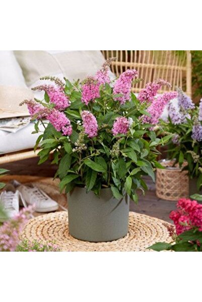 bahçevilya Kelebek Çalısı Pembe Çiçekli Fidan - Uzun Süre Çiçeklenme ve Kolay Bakım 1-2 yaş arası saksılı