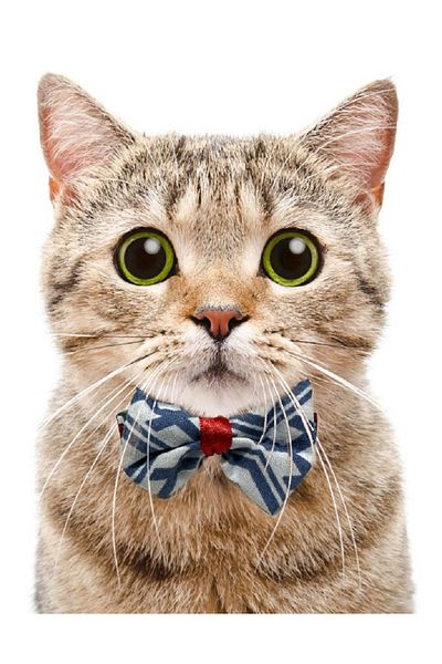 Aka Cat Collar with Bow Tie Adjustable and Bell-1Cm En Black-Yellow-Red-Blue-Pink-Green-Turquoise