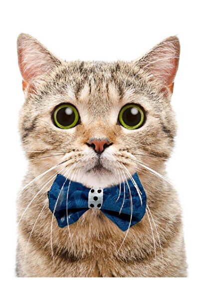 Aka Papyonlu Kedi Boyun Tasması Ayarlanabilir ve Zilli-1cm en Siyah-Sarı-Kırmızı-Mavi-Pembe-yeşil-turkua