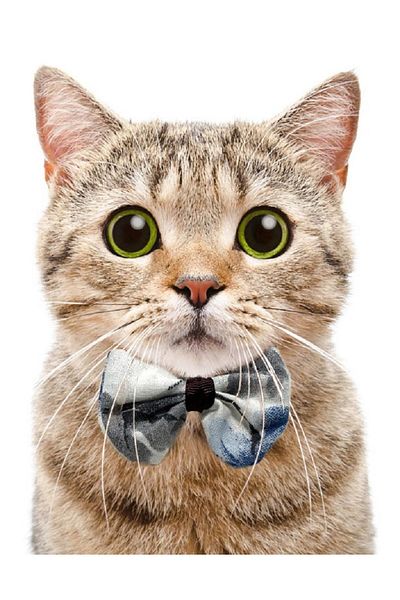 Aka Cat Collar with Bow Tie Adjustable and Bell-1Cm En Black-Yellow-Red-Blue-Pink-Green-Turquoise
