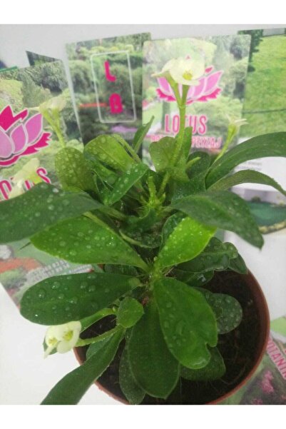 Yades 12lik Saksıda Euphorbia Milii Kaktüs Dikenler Tacı Beyaz Renkli