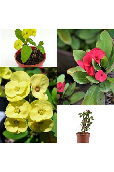 Genel Markalar 2 Dikenler Tacı Sarı Ve Kırmızı