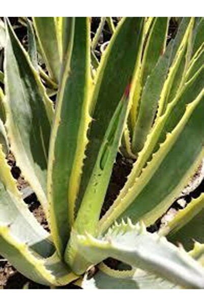 Yades Agave Fidanı