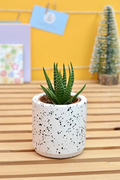 Bi' Dolu Dükkan Beyaz Mini Saksı | Sukulent & Kaktüs Saksısı (Bitki ile birli...