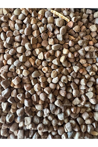 YEMCİM Mürdümük Tohumu 500g