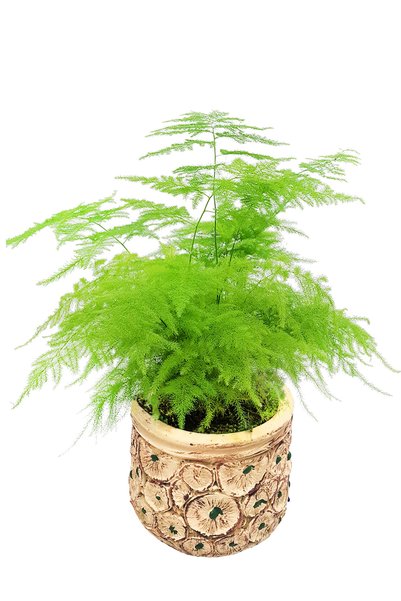 çiçekseli Asparagus Kuşkonmaz Desenli Beton Saksıda Iç Mekan Bitkileri 20-25 Cm & Narin Zarif Bitki Çiçek