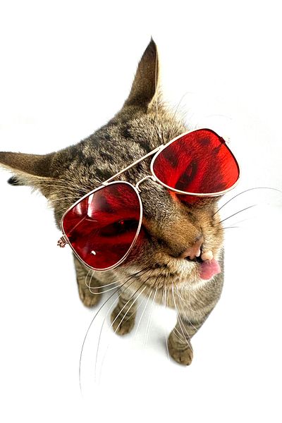 Tasma Market Red Drop Model Dog Cat Glasses