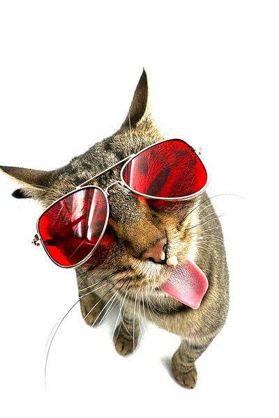 Tasma Market Red Drop Model Dog Cat Glasses