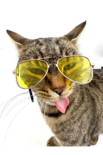 Tasma Market Yellow Drop Model Dog Cat Glasses
