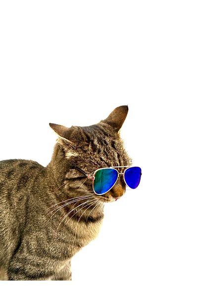 Tasma Market Blue Multicolored Drop Model Cat Dog Glasses