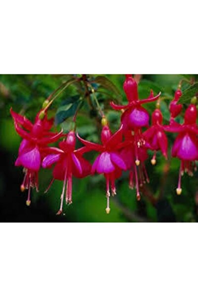 Köy Tohumları 20 Adet Tohum Organik Haseki Kırmızı Bodur Yer Küpelisi Küpeli Çiçek Tohum Hediye Tohumlu