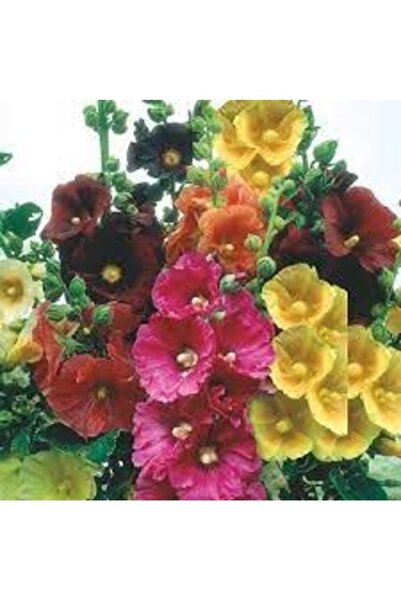 Köy Tohumları 100 Adet Tohum Nadir Karışık Hatmi Hatim Çiçeği Tohumu Sürpriz Hediye Tohumlu