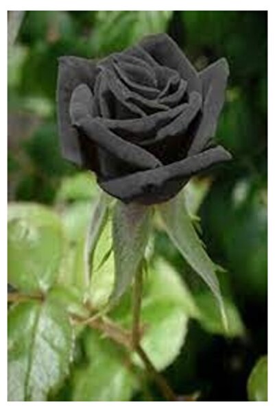 Köy Tohumları 15 Adet Tohum Nadir Organik Urfa Halfeti Siyah Saray Gülü Gül Yohumu Saksı Toprak Hediye