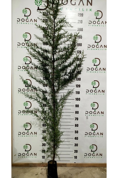 Doğan Fidancılık 4 Adet Kara Servi Fidanı Tüplü 170 - 190 Cm