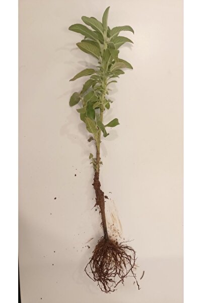 AnkaBahçe 1 ADET AÇIK KÖK ADAÇAYI FİDESİ