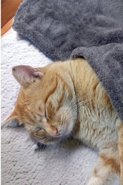 Mislina Home Anthracite Paw Wellsoft Cat Dog Blanket - 100X100 cm