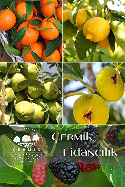 ÇERMİK FİDANCILIK 5 Çeşit Karışık Meyve Fidanı Mandalina , Limon  , Armut , İncir Ve Kara Dut