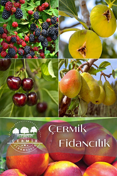 ÇERMİK FİDANCILIK 5 Çeşit Karışık Meyve Fidanı Böğürtlen , Nektarin , İncir ,...