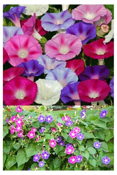 Köy Tohumları 10 Adet Tohum Nadir Organik Karışık Sabah Sefası Çiçeği Tohumu ...