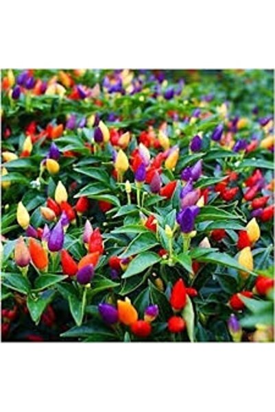 Köy Tohumları 50 Adet Tohum  Acı Yediveren Rengarenk Süs Biberi Biber Tohumu ...