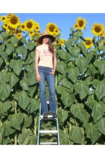 Köy Tohumları 10 Adet Tohum İthal Organik Hasat Dev Günebakan Ayçekirdeği Ay ...