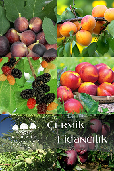ÇERMİK FİDANCILIK 6 Çeşit Karışık Meyve Fidan Siyah İncir , Kayısı , Kara Dut...
