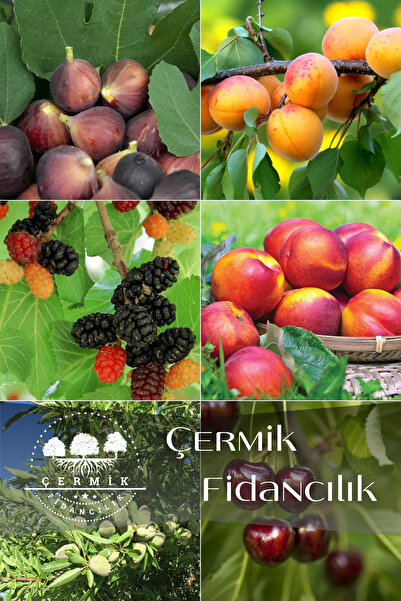 ÇERMİK FİDANCILIK 6 Çeşit Karışık Meyve Fidan Siyah İncir , Kayısı , Kara Dut...