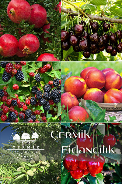 ÇERMİK FİDANCILIK 6 Çeşit Karışık Meyve Fidan Nar , Kiraz , Böğürtlen ,Nektar...