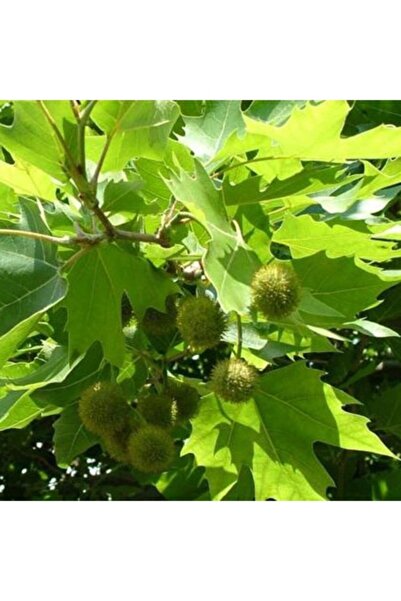 Köy Tohumları 5 Adet Tohum Nadir Çınar Ağacı Tohumu Saksı Toprak Hediyemiz