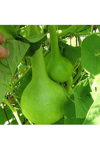 Köy Tohumları 25 Adet Tohum Taze Hasat Hatay Uzun Süs Su Kabağı Tohumu Sürpri...