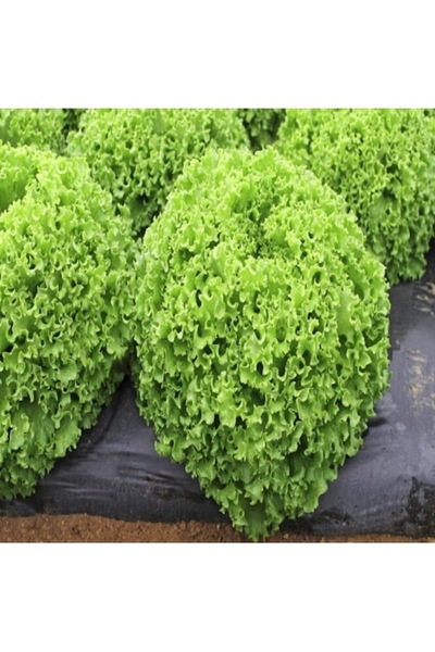 Köy Tohumları 100 Adet Tohum Organik Hobi Balkon Saksılık Hobi Bahçe Kıvırcık...