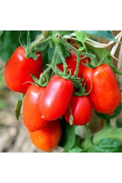 Köy Tohumları 200 Adet Tohum Organik Kırmızı Salkım Rio Grande Domatesi Domat...