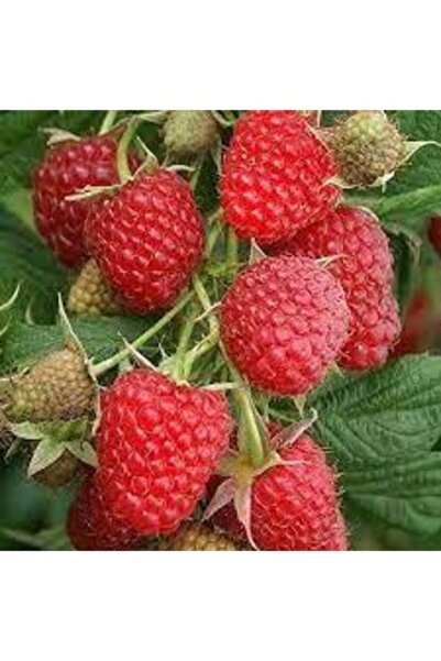 Köy Tohumları 15 Adet Tohum Organik Kırmızı Böğürtlen Ağacı Ağaç Tohumu Sürpr...