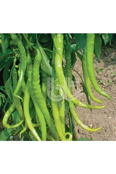 Köy Tohumları 100 Adet Tohum Acı Sİvri Yeşil Acı Kıl Biberi Tohumu Sürpriz He...