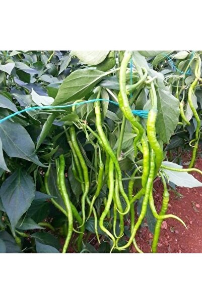 Köy Tohumları 150 Adet Tohum Hobi Bahçe Erkenci Bot Berimli Sırık Acı Turşulu...
