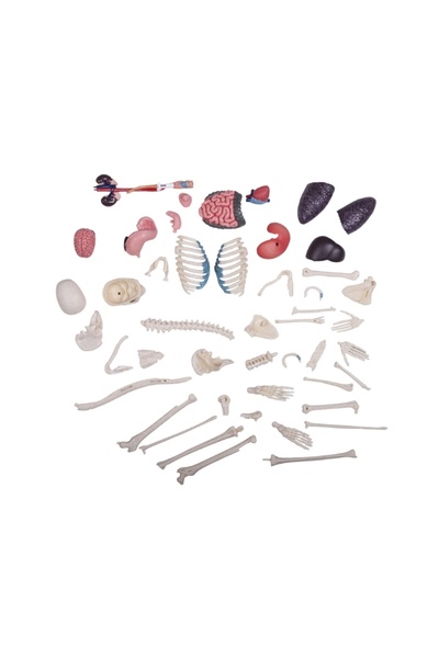 neo oyna sorgula keşfet İnsan Vücudu 34 cm 60 Parça