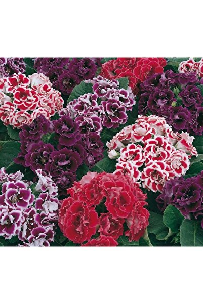 megcito Bardak Menekşesi Tohumu ( Çoklu Tohum ) Karışık Renkli - 5 Tohum