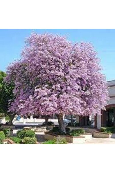 Köy Tohumları 10 Adet Tohum Nadir Orkide Ağacı Tohumu Çok Yıllık Orkide Ağaç ...