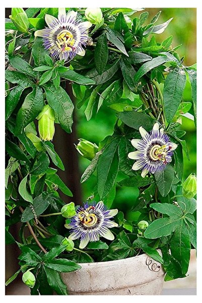 Köy Tohumları 15 Adet Tohum Nadir Organik Çarkıfelek Çiçeği Çiçek Tohumu Orga...