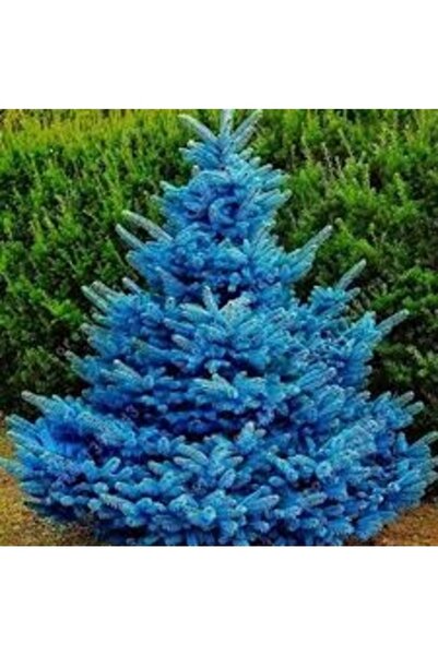 Köy Tohumları 5 Adet Tohum İthal Nadir Mavi Çam Ağacı Tohumu 4 Mevsim Solmaz ...