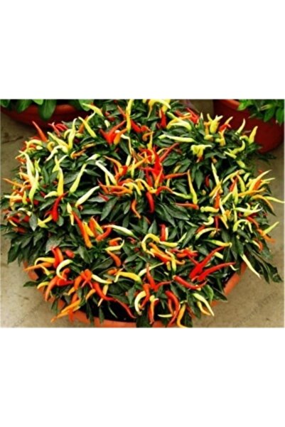 Köy Tohumları 50 Adet Tohum Organik Saksılık Burbiye Süs Biberi Tohumu Hobi B...