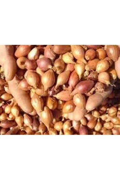 Köy Tohumları 100 Adet Hobi Bahçe Soğan Kıskası  Ata Yadigarı Kıska Soğan Köy...