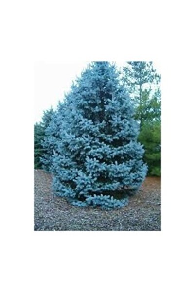 Köy Tohumları 25 Adet Tohum Nadir Mavi Orman Ağaç Tohumu İthal Ladin Ağacı To...