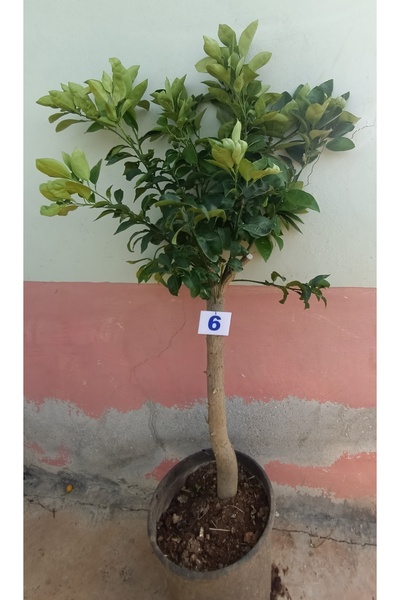 Uzunlar Fidancılık Kanlı Greyfurt Ağacı