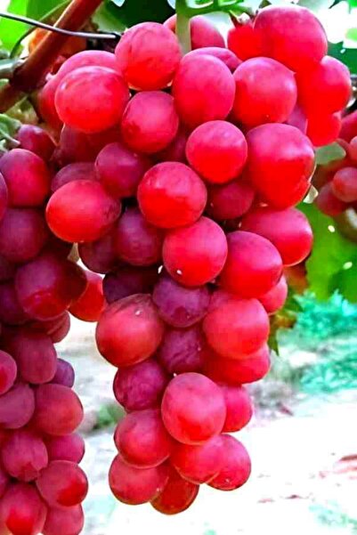 ÇİÇEKFLİX Flame Seedless  bodur pembe üzüm fidesi dikime hazır açık kök 39-41cm