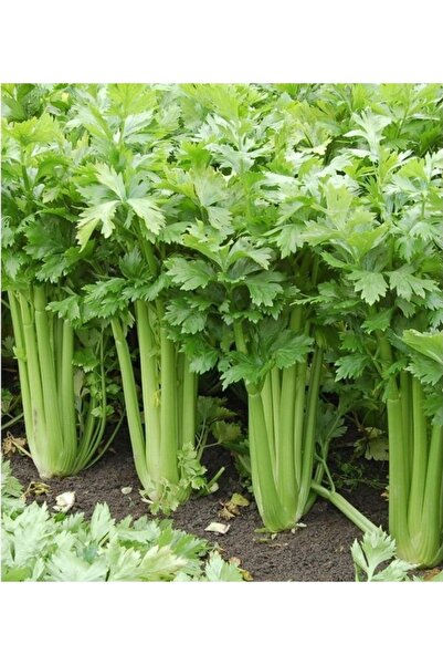 Köy Tohumları 50 Adet Tohum Organik Ata Tohum Yeşil Maydanoz Maydonoz Tohumu Sürpriz Hediyeli