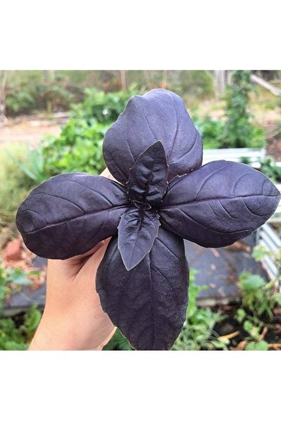 Köy Tohumları 150 Adet Tohum Organik Mor Reyhan Çiçeği Tohumu Mis Reyhan Çiçe...