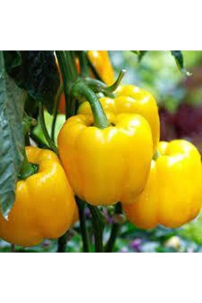 Köy Tohumları 50 Adet Tohum Taze Hasat Organik Sarı Kaliforniya Kalifornia Biberi Tohumu Dolmalık Hediye Tohumlu
