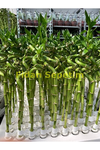 FİDAN SEPETİM Şans Bambusu Spiral 5'li Paket 50cm
