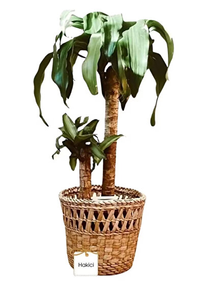 HAKİCİ Özel Üretim Dekoratif Doğal El Yapımı Hasır Saksı Sepet 25cm